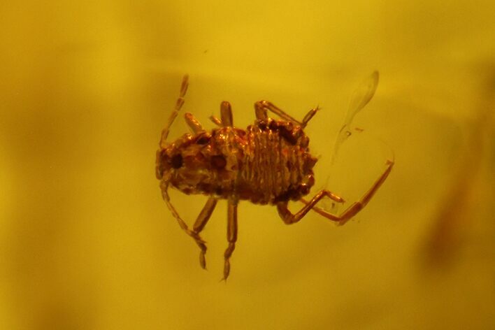 Fossil Aphid (Sternorrhyncha) In Baltic Amber #135021